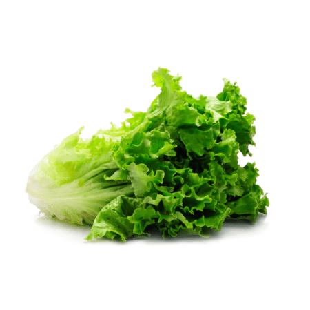 Salade Verte sur fond blanc. 